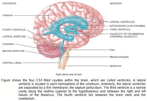 What Are Ventricles Of Brain