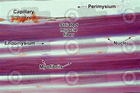 Mammal Skeletal Muscle Longitudinal Section 500x Skeletal Muscle