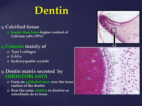 Histology Of Dentin