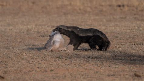 Honeybadger 13 Africa Geographic