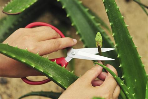 How To Cut Aloe Vera Plant Pictures Photos Green Gardens
