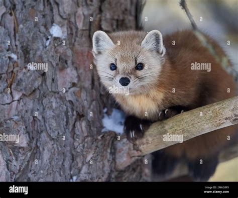 A Closeup Of An American Marten Martes Americana On A Tree Against