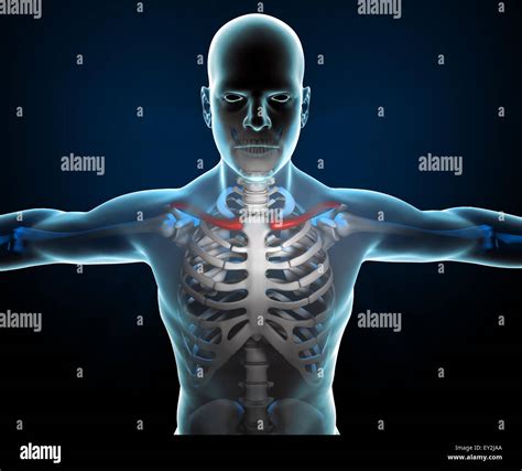 3d X Ray Of Human Body And Skeleton Stock Photo Alamy