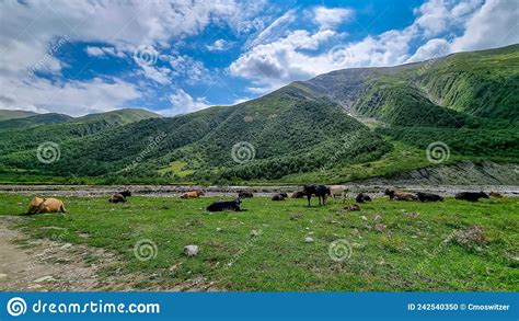 Ushguli Cattle On A Meadow In The Svaneti Mountain Range Caucasus