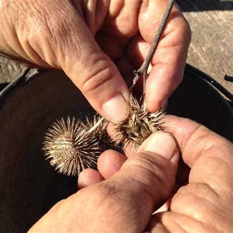 Mighty Burdock Southern Exposure Seed Exchange