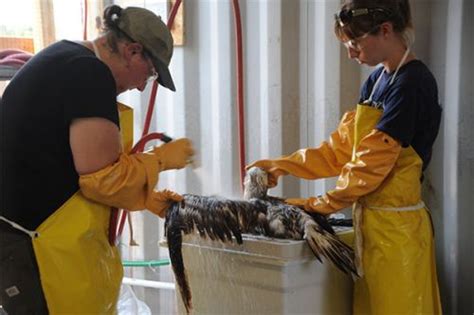 Rescuing Oiled Birds Leave It To The Experts