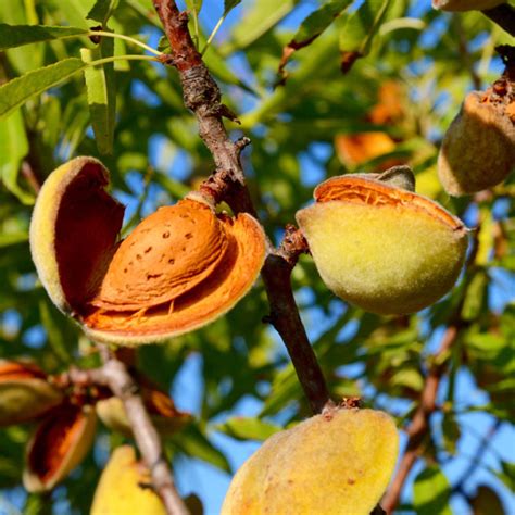 How To Grow Almonds Plant Instructions