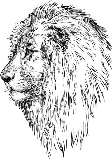 How To Draw Lion Head Learn How To Draw Lion Head Big Cats Step By