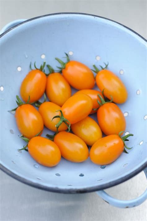 Tomato Plum Orange Fizz F1 Hybrid Seeds £299 From Chiltern Seeds