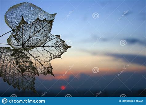 Autumn Transparent Skeleton Leaves Background Stock Image