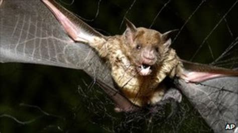 Peru Battles Rabid Vampire Bats After 500 People Bitten Bbc News