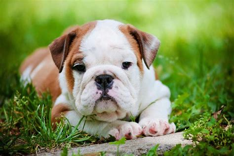 Bulldog Puppy Training Timeline What To Expect And When To Expect It