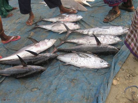 Somali Fishers 30 Pics
