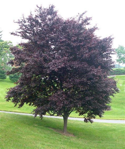 We did not find results for: Krauter Vesuvius Purple Leaf Plum