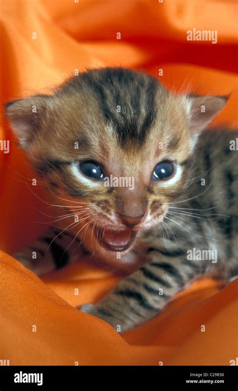 Newborn Bengal Kitten Meowing Stock Photo Alamy