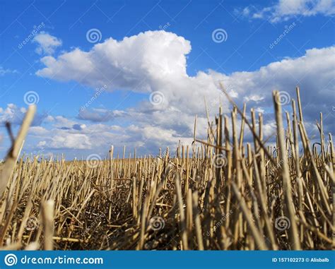Wheat Field After Harvesting With Stubble And Summer Clouds Stock Image