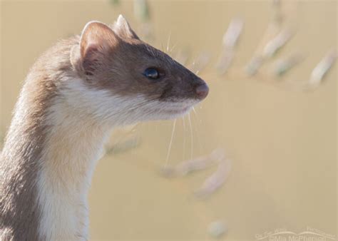 Side Lit Long Tailed Weasel Portrait Mia Mcphersons On The Wing