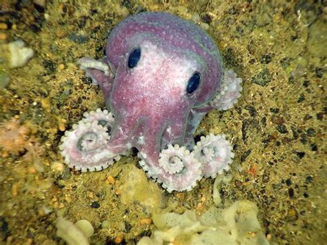 Purple Octopus Cute Octopus Sea Animals Sea Creatures