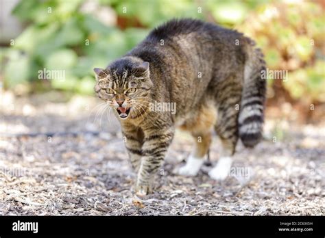 Arched Cat Hi Res Stock Photography And Images Alamy