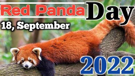 International Red Panda Day 2022 Saturday September 18