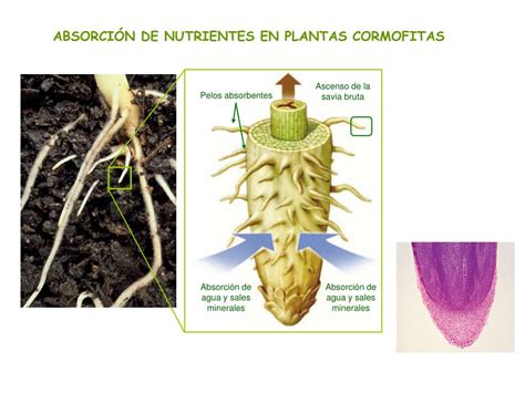 PPT LA NUTRICIÓN DE LAS PLANTAS PowerPoint Presentation free
