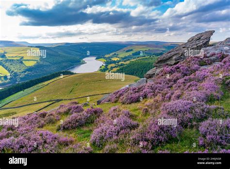 View Of Ladybower Reservoir And Flowering Purple Heather On Derwent