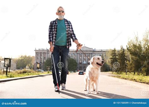 Guide Dog Helping Blind Person With Long Cane Walking Stock Image