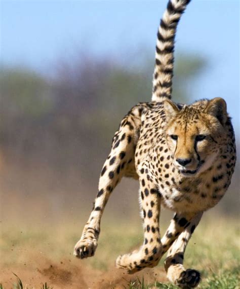 Cheetah Profile Pictures Top 25 Best Profile Pics Images And Dp Download
