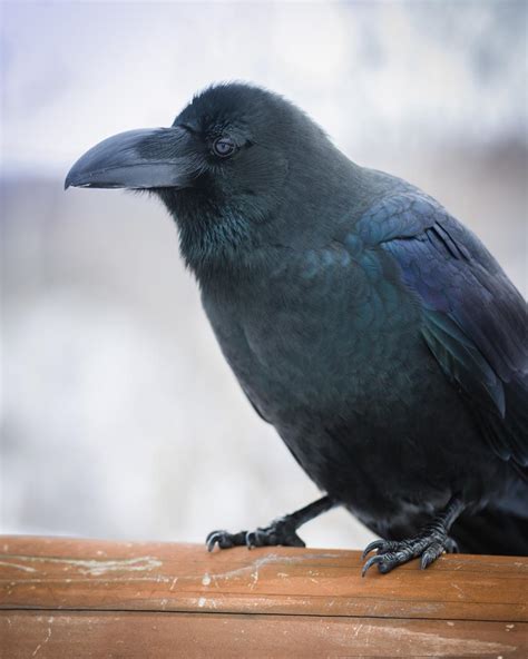 Biggest Most Beautiful Crows Ive Ever Seen Have Been In Japan R
