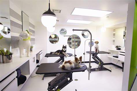 Pooch Pampering Beverly Hills Has Gone To The Dogs