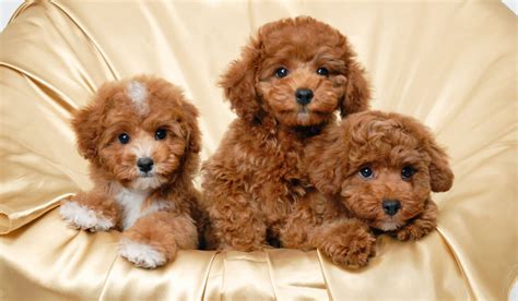 Small Hypoallergenic Dogs Petlife