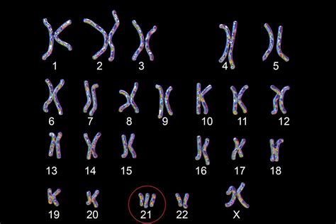 How Chromosome Mutations Occur