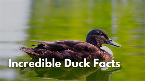 Incredible Duck Facts Youtube