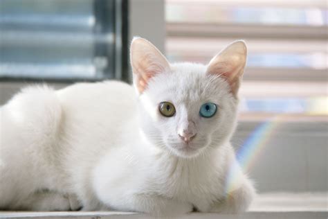Cat Heterochromia Animals Pet Wallpapers Hd Desktop And Mobile