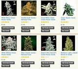 Pictures of Where To Buy Marijuana Seeds Online
