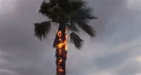 Lightning Strike Leaves Palm Tree Burning In Phoenix Apartment Complex