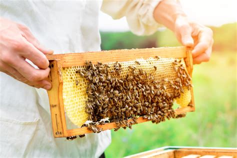 Pure Local Raw Honey Ottawa Gees Bees Honey Company