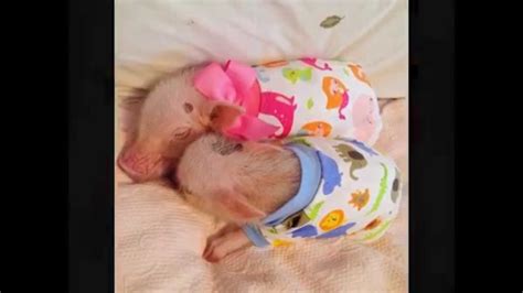 Cute Mini Pigs Play Dress Up Youtube