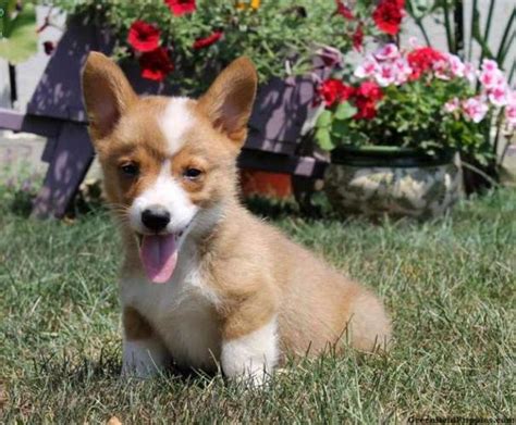 Look at pictures of corgi puppies in oregon who need a home. Super Pembroke Corgi puppies for Sale in Seattle ...