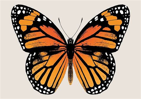 Monarch Butterfly Vintage Butterflies Art Print By Eclecticatheart