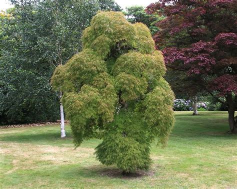 Acer Palmatum Dissectum Foioase Brazi Argintii Puieti Brazi