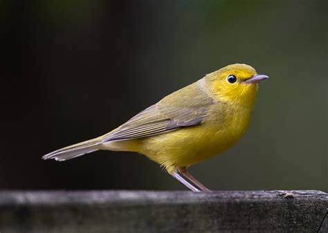 7 Yellow Birds In Alabama With Pictures Birds Of The Wild