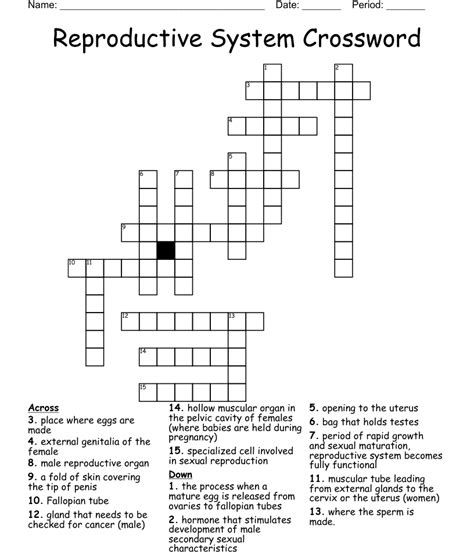 Reproductive System Crossword Wordmint