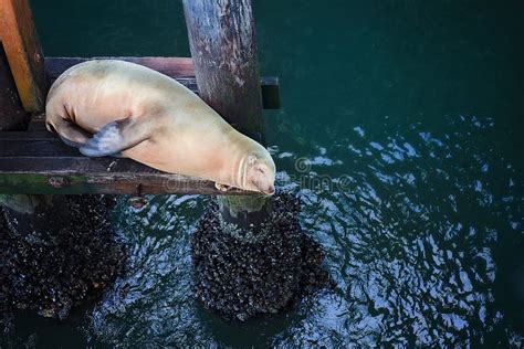 Young Sea Lion Sleeping On A Wooden Pier Under Cannery Row At Monterey