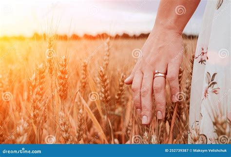 Wheat Sprouts Field Young Woman On Cereal Field Touching Ripe Wheat