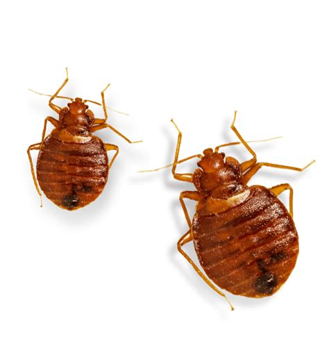 Bed Bugs Png Isolated Hd Png Mart
