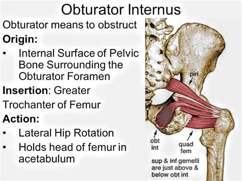 Obturator Internus Muscle Pt Master Guide