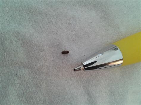 They fly in a rather disoriented manner and often sit with their wings on their bodies as a kind of cover. NaturePlus: Tiny black bugs around the house