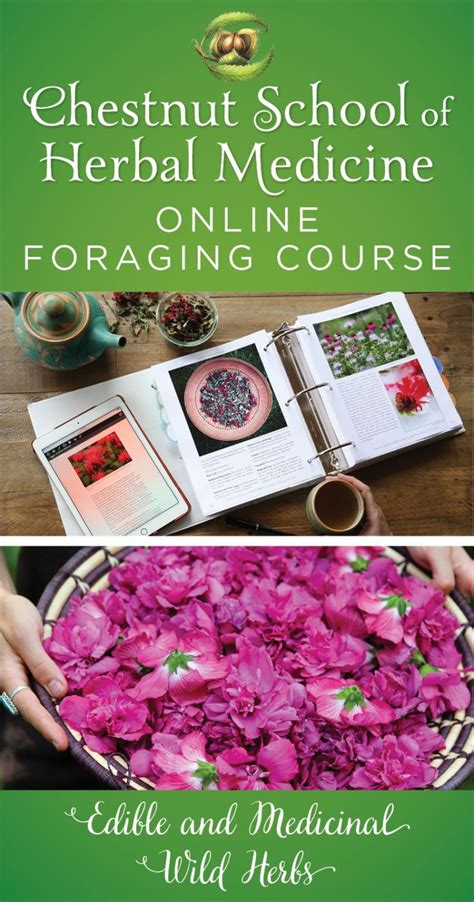 Online Foraging Course Edible And Medicinal Wild Herbs Herbalism
