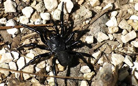 Black Spider Se Texas Ummidia Bugguidenet